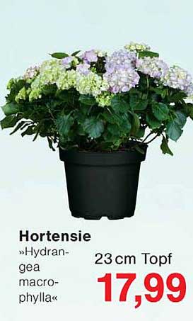 Hortensie »Hydrangea macrophylla« 23cm Topf