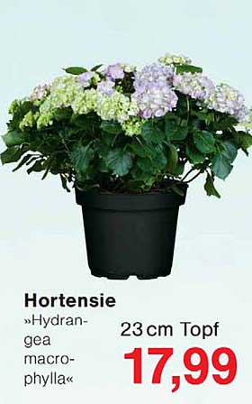 Hortensie »Hydrangea macrophylla«