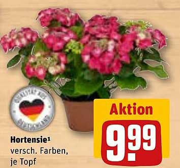 Hortensie¹ versch. Farben, je Topf