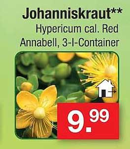Johanniskraut** Hypericum cal. Red Annabell, 3-l-Container