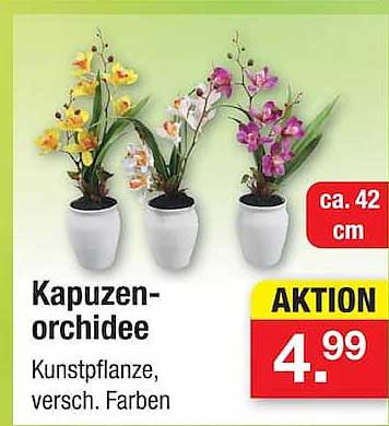 Kapuzen-orchidee