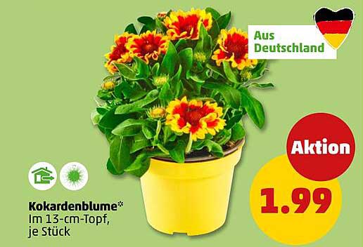 Kokardenblume* Im 13-cm-Topf, je Stück