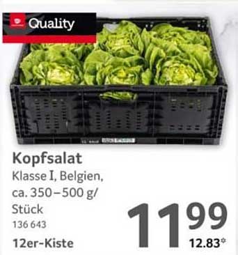 Kopfsalat