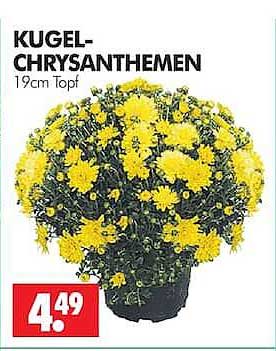 KUGEL-CHRYSANTHEMEN