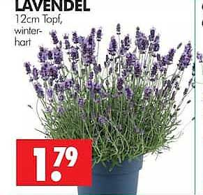 LAVENDEL 12cm Topf, winter-hart