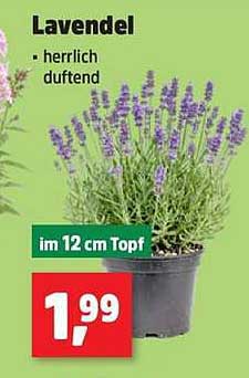 Lavendel