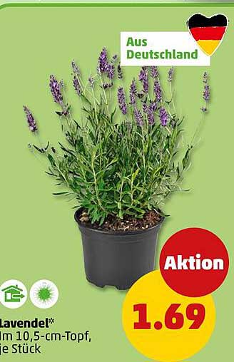 Lavendel*