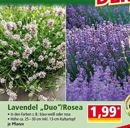 Lavendel „Duo“/Rosea