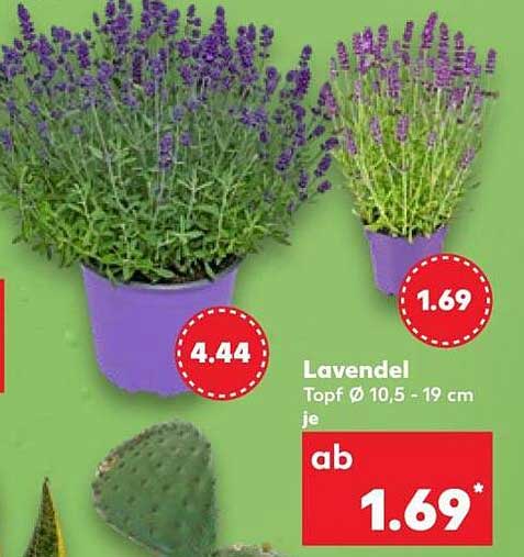 Lavendel
