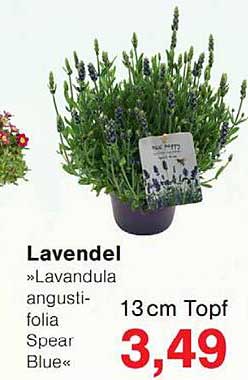 Lavendel »Lavandula angusti-folia Spear Blue« 13 cm Topf