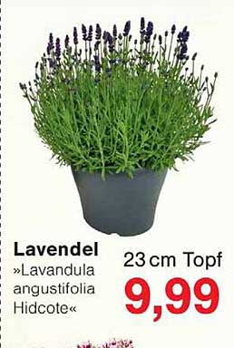 Lavendel »Lavandula angustifolia Hidcote« 23 cm Topf