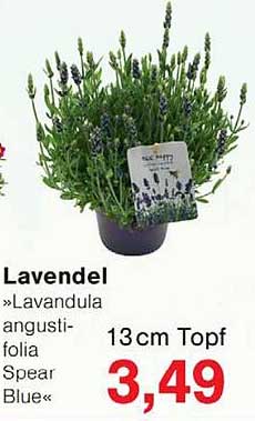 Lavendel »Lavandula angustifolia Spear Blue« 13cm Topf
