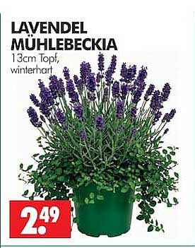 LAVENDEL MÜHLEBECKIA