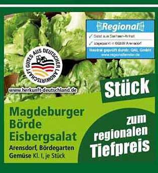 Magdeburger Börde Eisbergsalat