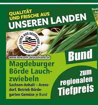 Magdeburger Börde Lauchzwiebeln