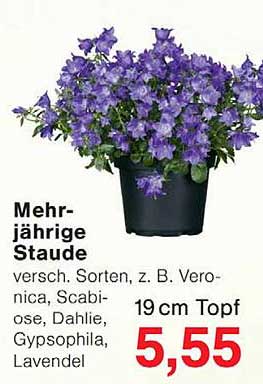 Mehrjährige Staude