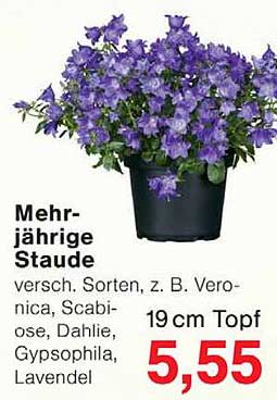 Mehrjährige Staude