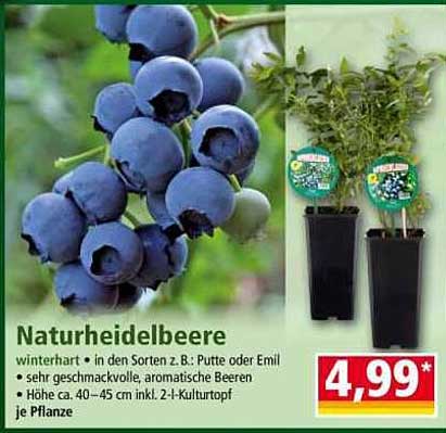 Naturheidelbeere