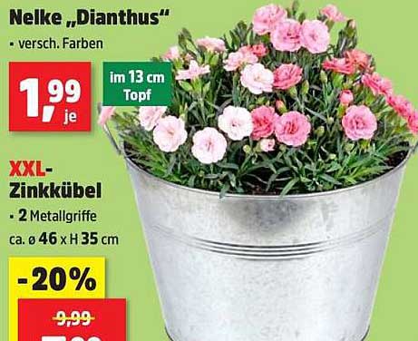 Nelke „Dianthus“