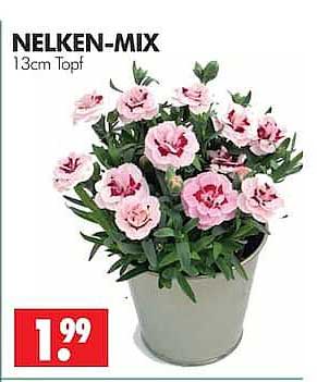 NELKEN-MIX 13cm Topf