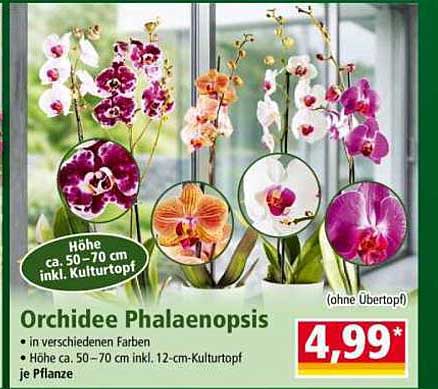 Orchidee Phalaenopsis