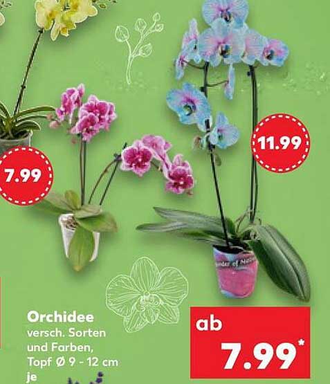 Orchidee versch. Sorten und Farben, Topf Ø 9 - 12 cm je