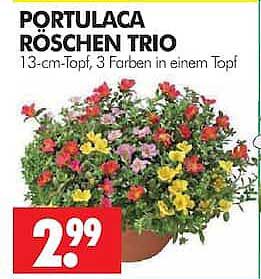PORTULACA ROSCHEN TRIO