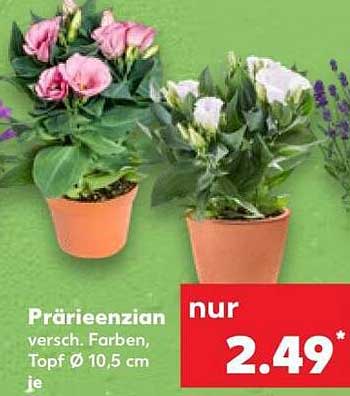 Prärieenzian versch. Farben, Topf Ø 10,5 cm, je