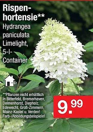 Rispen-hortensie** Hydrangea paniculata Limelight, 5-L-Container