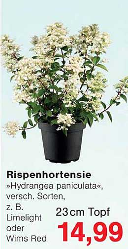 Rispenhortensie »Hydrangea paniculata«, versch. Sorten, z. B. Limelight oder Wims Red 23cm Topf