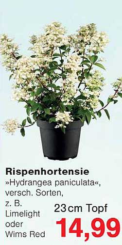 Rispenhortensie »Hydrangea paniculata« versch. Sorten, z. B. Limelight oder Wims Red 23cm Topf