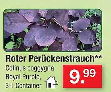 Roter Perückenstrauch**