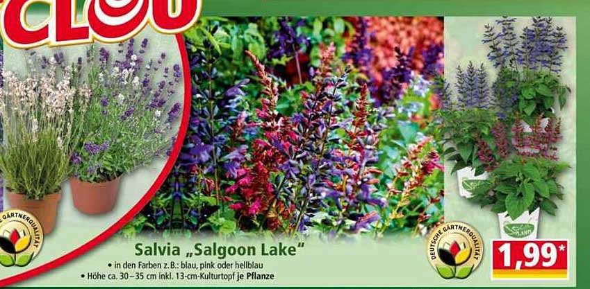 Salvia „Salgoon Lake“