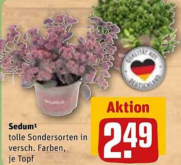 Sedum¹ tolle Sondersorten in versch. Farben, je Topf
