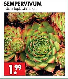SEMPERVIVUM