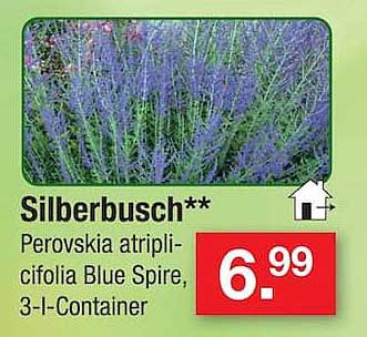 Silberbusch** Perovskia atripli-cifolia Blue Spire, 3-l-Container