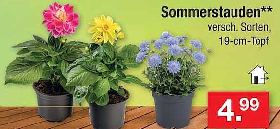 Sommerstauden**
