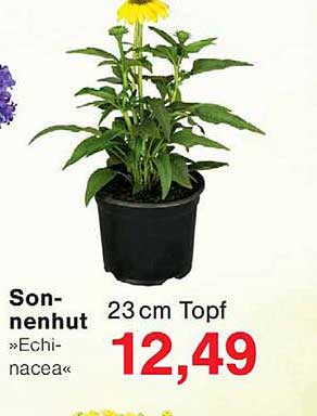 Sonnenhut »Echinacea« 23 cm Topf