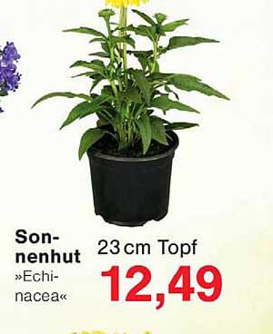 Sonnenhut »Echinacea« 23 cm Topf