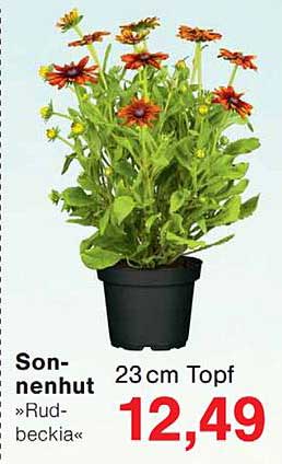 Sonnenhut »Rudbeckia« 23 cm Topf
