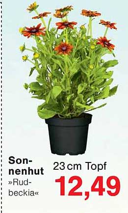 Sonnenhut »Rudbeckia«