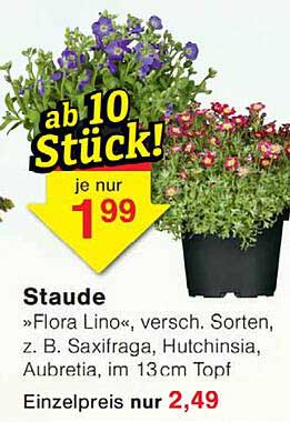 Staude »Flora Lino«, versch. Sorten, z. B. Saxifraga, Huchinsia, Aubretia, im 13 cm Topf