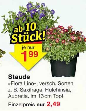 Staude