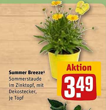 Summer Breeze¹ Sommerstaude im Zinktopf, mit Deko stecker, je Topf