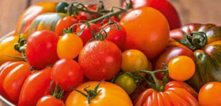 Tomatenvielfalt