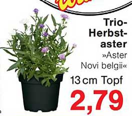 Trio-Herbst-aster »Aster Novi belgi« 13 cm Topf