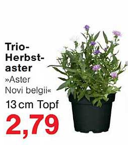 Trio-Herbstaster »Aster Novi belgii« 13 cm Topf