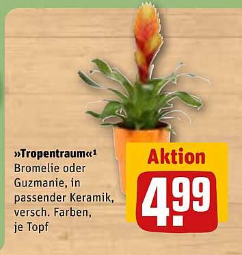 »Tropentraum« Bromelie oder Guzmanie, in passender Keramik, versch. Farben, je Topf
