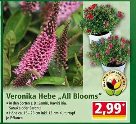 Veronika Hebe „All Blooms“