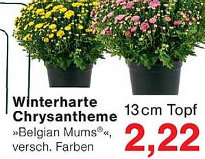 Winterharte Chrysantheme
